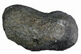 Fossil Whale Ear Bone - Miocene #177761-1